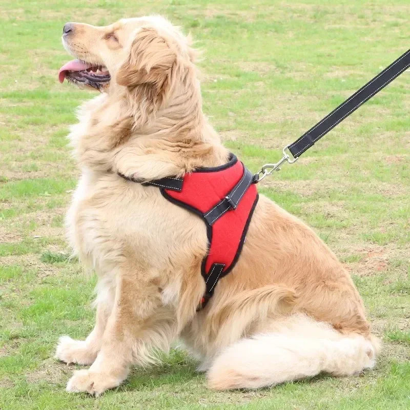 Stylish, sleek, and durable harness for maximum comfort and security on walks